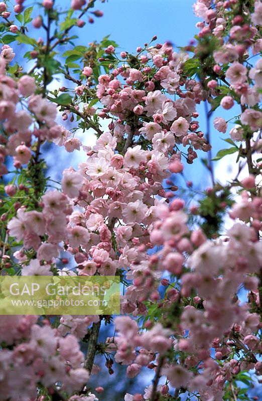 Prunus 'Matsumae-Shirakinu' with blossom in April