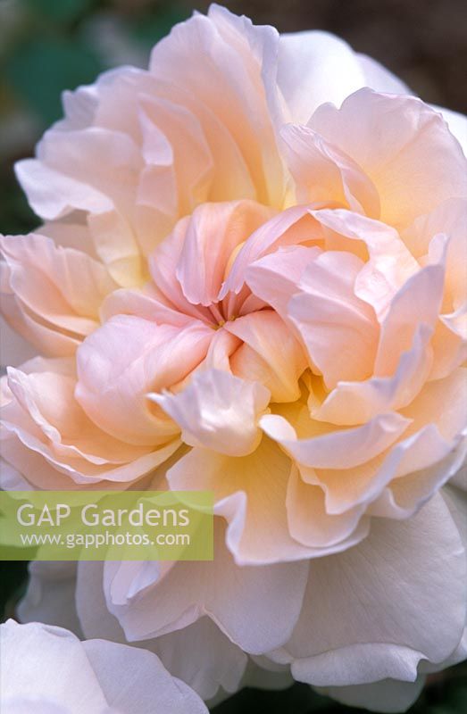 Rosa Mary Magdelene 'Ausjolly' flowering in June