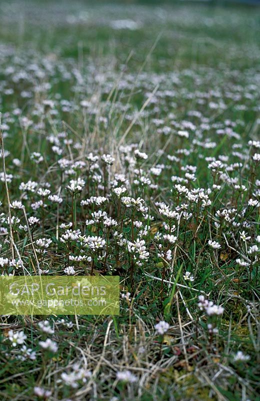 Cochlearia danica - Danish scurvy grass
