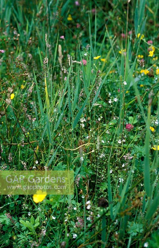 Wildflower meadow with Red Bartsia -  Odontites verna and Eyebright - Euphrasia agg