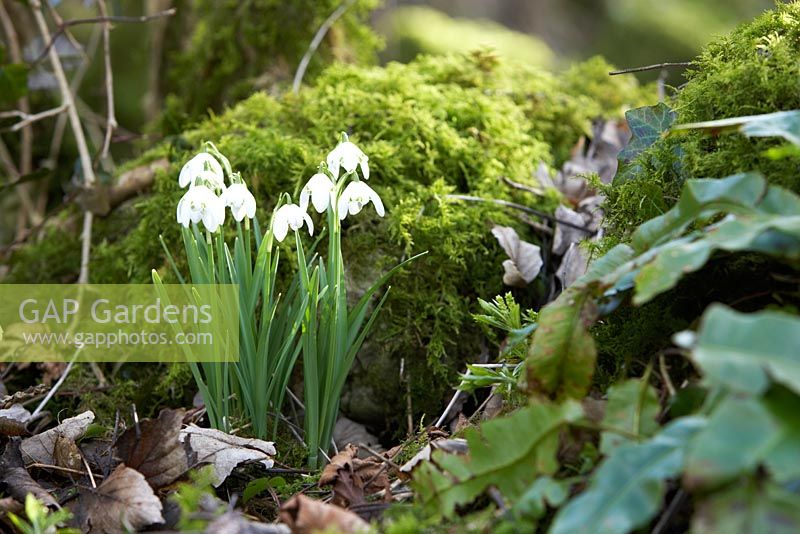 Galanthus - Snowdrops in a woodland 