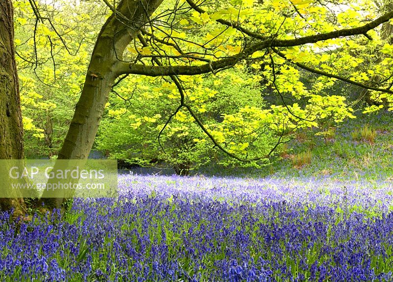 Hyacinthoides non-scripta - Bluebells growing in woodland with Sycamore in April