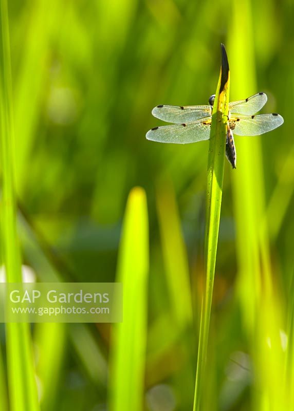 4 Spotted Darter Dragonfly - Libellula quadrimaculata resting on iris leaf 