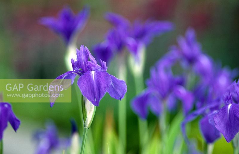 Iris laevigata 'Variegata' -  Japanese water iris
