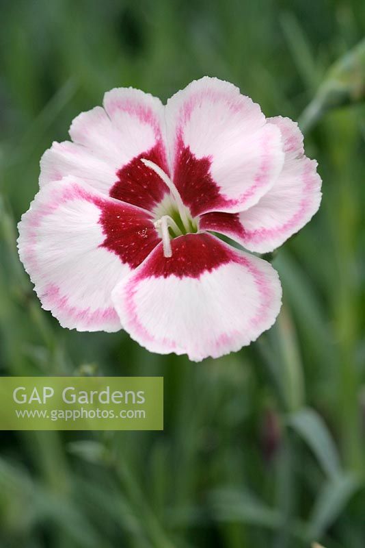 Dianthus 'Cover Story'