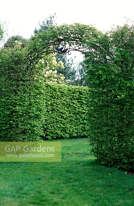 Carpinus betulus - Hornbeam hedges and arch