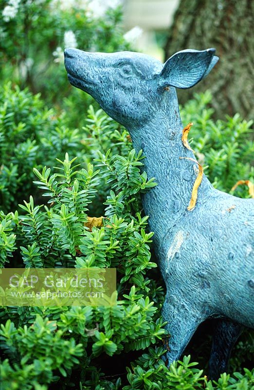 Blue verdigris deer in garden with hebe shrub