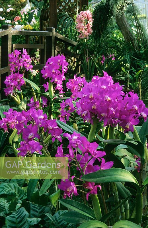 Cattleya orchids at Orchid House, RHS Wisley in Surrey 