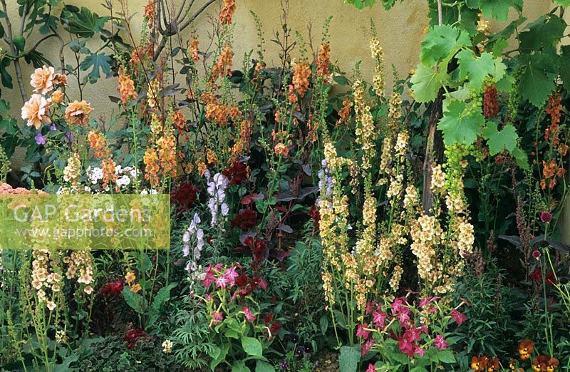 Colourful summer border with Verbascums, Nicotiana and Rosa - roses