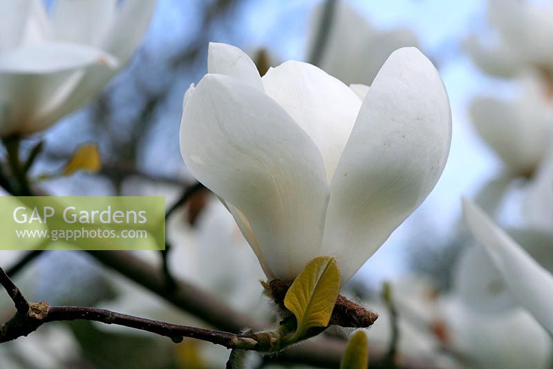 Magnolia x veitchii x soulangeana 'David Clulow'