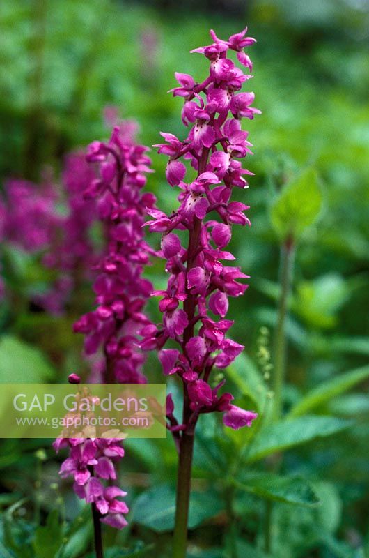 Orchis mascula - Early purple orchid