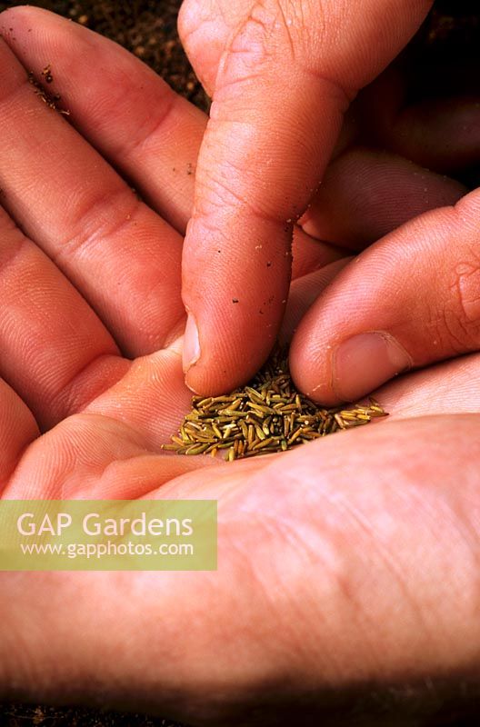 Sowing seeds, picking up small seeds with finger tips