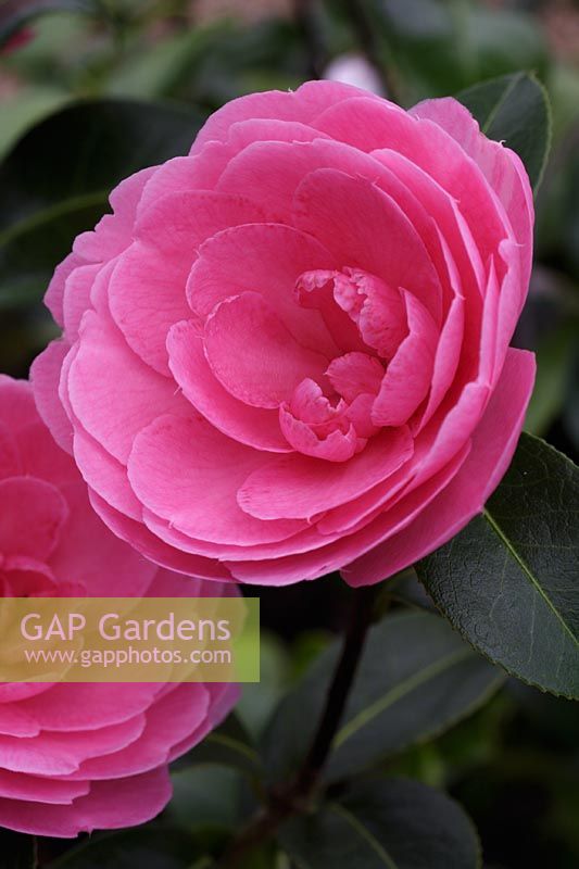 Camellia 'E G Waterhouse'