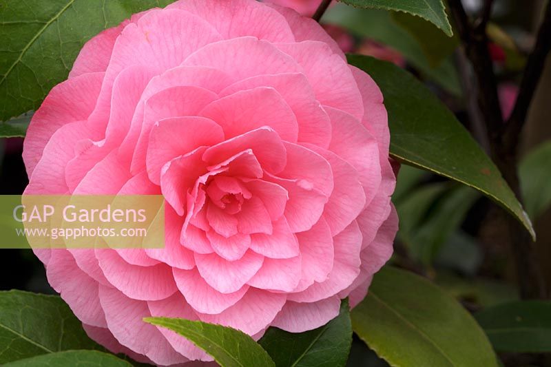 Camellia 'Chatsworth Belle'