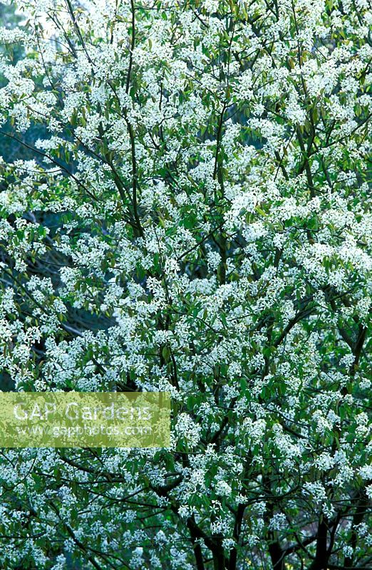 Amelanchier canadensis flowering in April