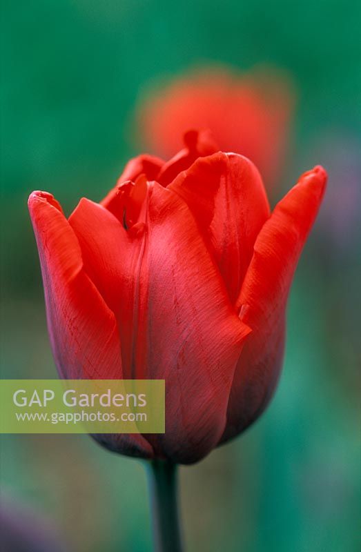 Tulipa 'Couleur Cardinal' flowering in April