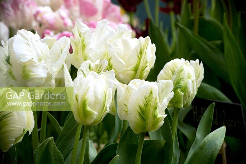 Tulipa 'Witte Rebel'
