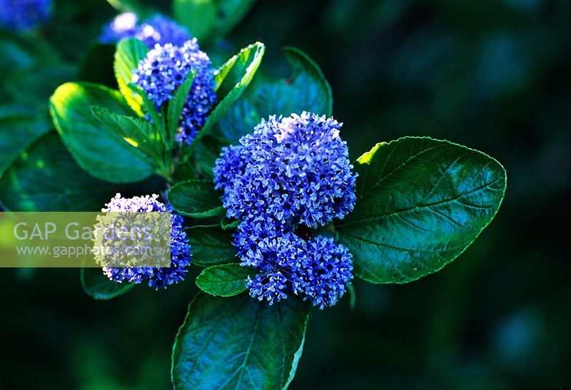Ceanothus 'Trewithen Blue' flowering in April