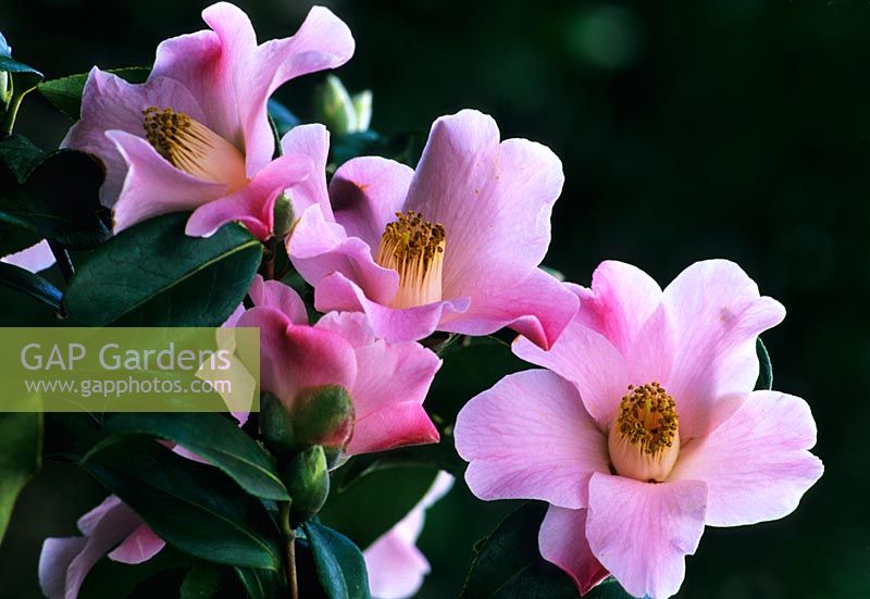 Camellia x williamsii 'Jermyns' flowering in February
