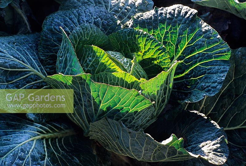 Brassica oleracea - Cabbage 'Tundra' (Savoy x) in January