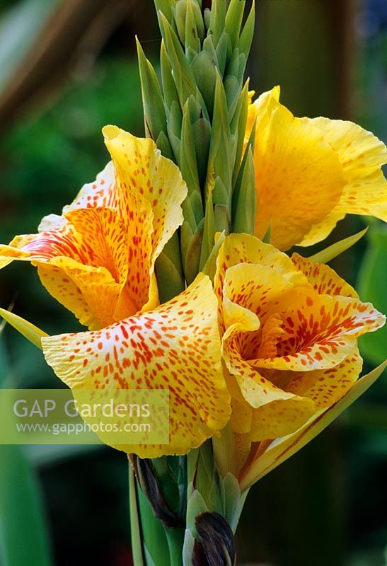 Canna 'Cleopatra' flowering in July