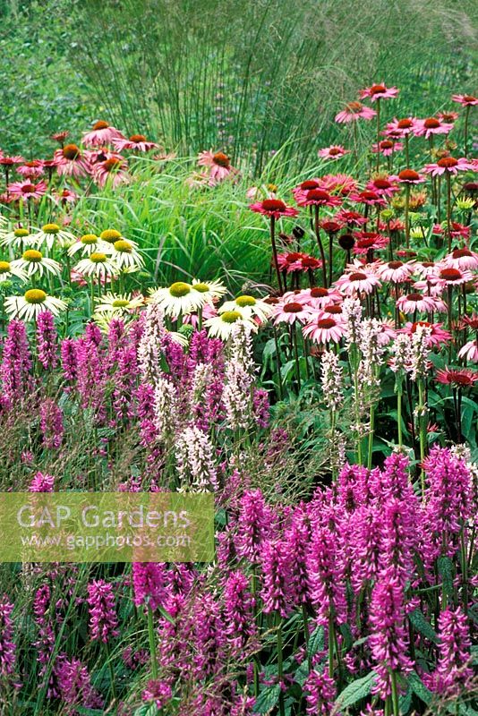 Summer border with Stachys moniere 'Hummelo', Echinacea 'Rubinglow', Echinacea 'Green Edge' and Molinia 'Paul Petersen' RHS Gardens Wisley in Surrey, July