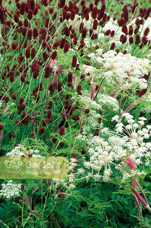 Sanguisorba officinalis with Selinum wallichianum in July