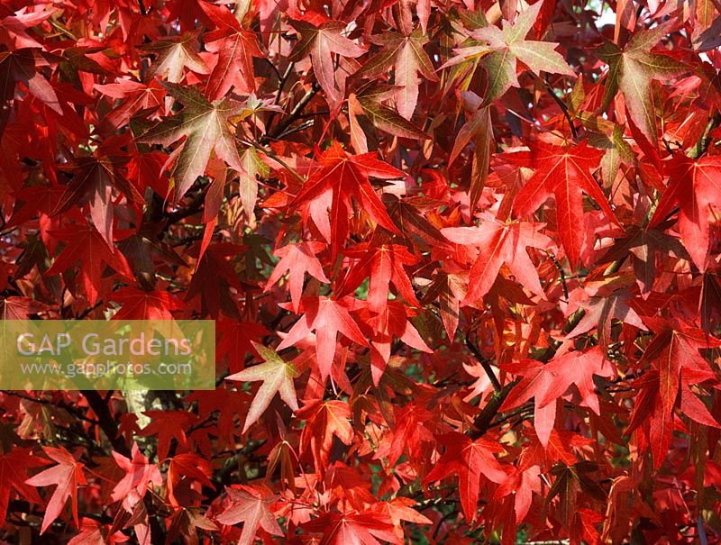 Liquidambar styraciflua 'Worplesdon' with autumn foliage in October