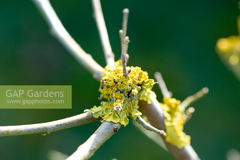 Lichen on a Mulberry tree - Morus in February