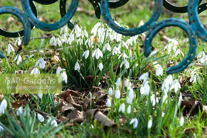 Galanthus - Snowdrops under a seat made from horse shoes at Chippenham Park in Cambridgeshire