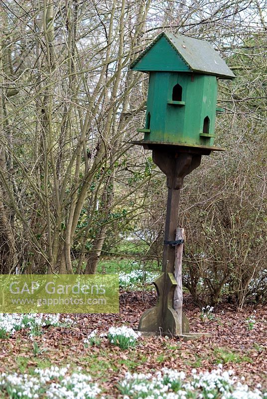 Bird House and Galanthus - Snowdrops in the woods at Chippenham Park, Cambridgeshire