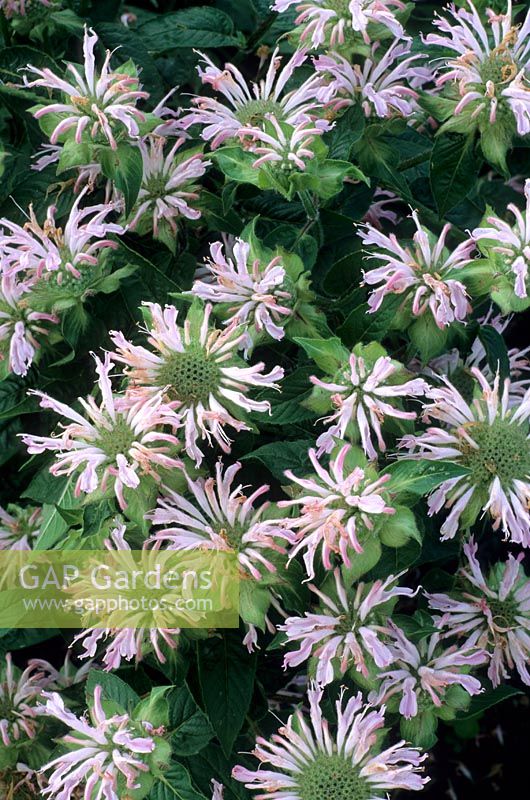 Monarda 'Fishes', syn 'Pisces'