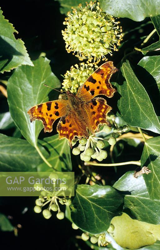 Comma Butterfly on Hedera - Ivy flower