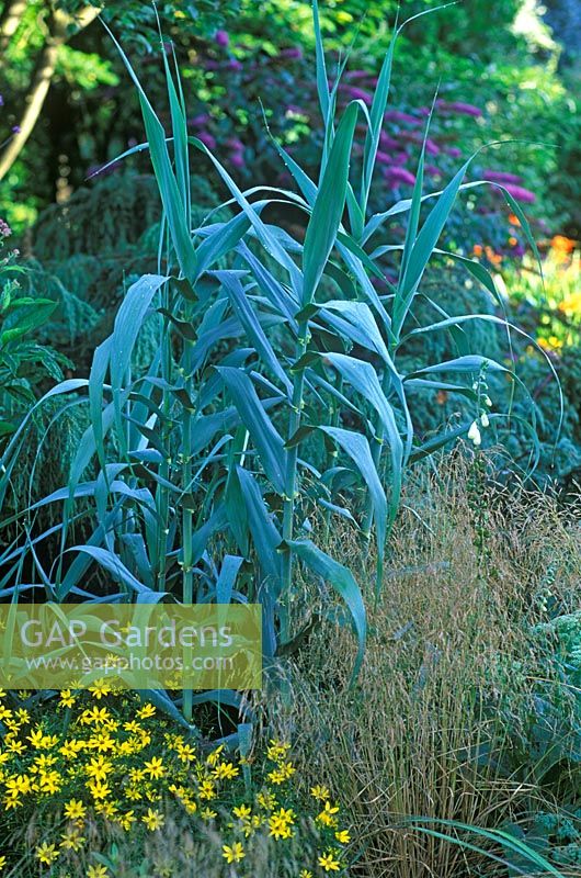 Arundo donax macrophylla - Giant Reed,  Coreopsis verticillata Grandiflora -Tickseed and Deschampsia cespitosa Goldtau - Tufted Hair grass