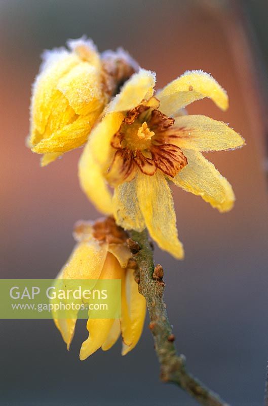 Chimonanthus praecox 'Grandiflora' - Wintersweet flowering in January