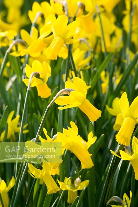 Narcissus 'Rapture' - Daffodils