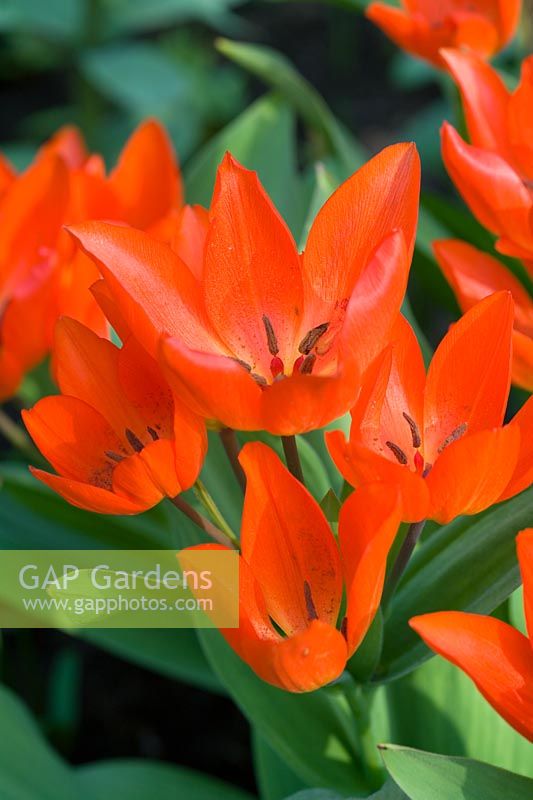 Tulipa 'Fusilier' - Tulips