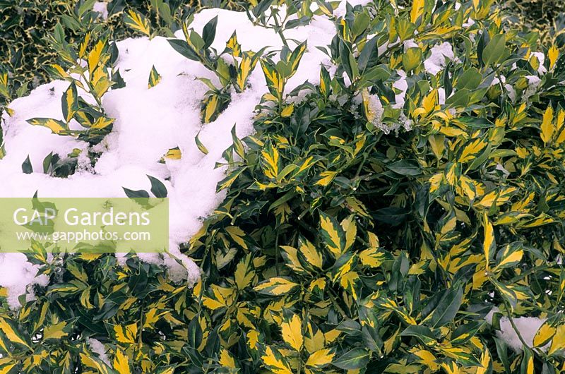 Ilex aquifolium 'Golden Milkmaid' with snow