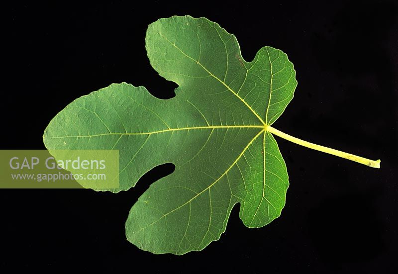 Ficus caria - Fig leaf
