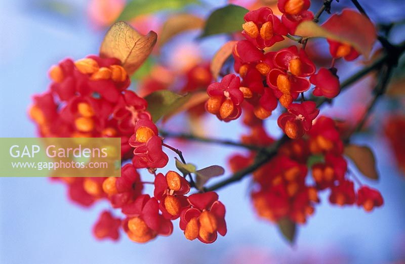 Euonymus europaeus 'Red Cascade' - Common Spindle Tree  