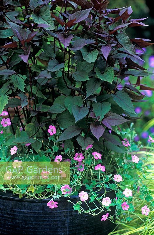 Summer container  with Eupatorium rugosum 'Album Chocolate' - Mist Flower with Geranium x riversleaianum 'Mavis Simpson'  