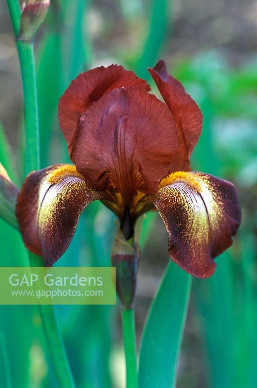 Iris 'Kent Pride' - Tall Bearded Iris   