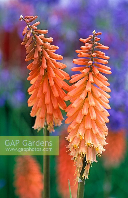 Kniphofia 'Timothy' - Torch Lily 