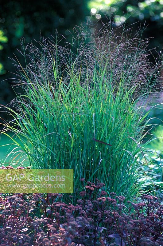 Panicum virgtum 'Shenandoah' - Switch Grass with Sedum in August 