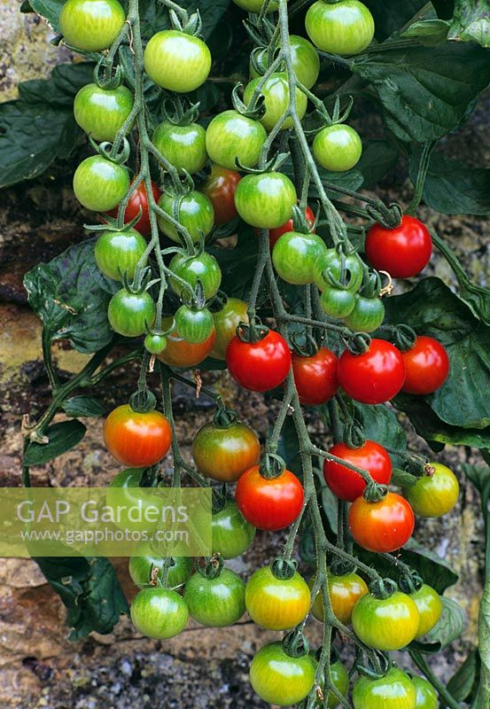Lycopersicon esculentum - Tomato 'Sweet 100' with fruit in September