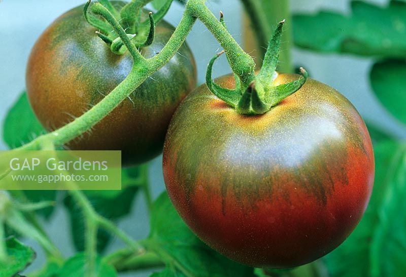 Lycopersicon esculentum - Tomato 'Black Russian' in September
