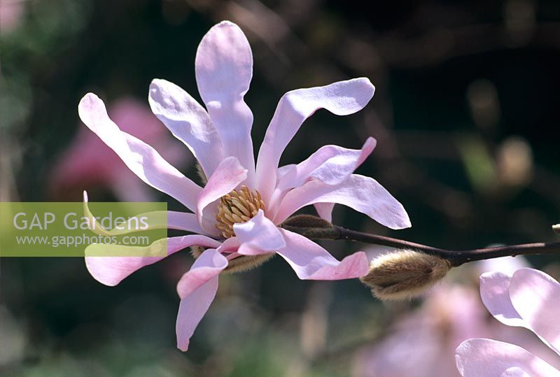 Magnolia x loebneri ' Leonard Messel' flowering in March