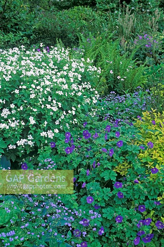 Summer border with Geranium himalayense and Geranium sylvaticum 'Album' flowering in June  