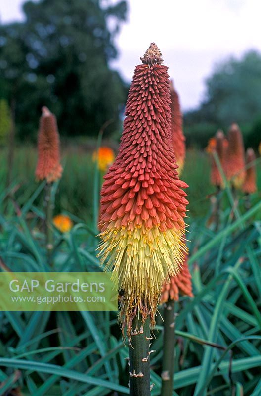 Kniphofia caulescens - Red Hot Pokers 