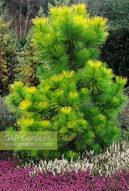 Pinus radiata 'Aurea' with Erica x darleyensis 'Kramers Rote' at RHS garden, Rosemoor in Devon